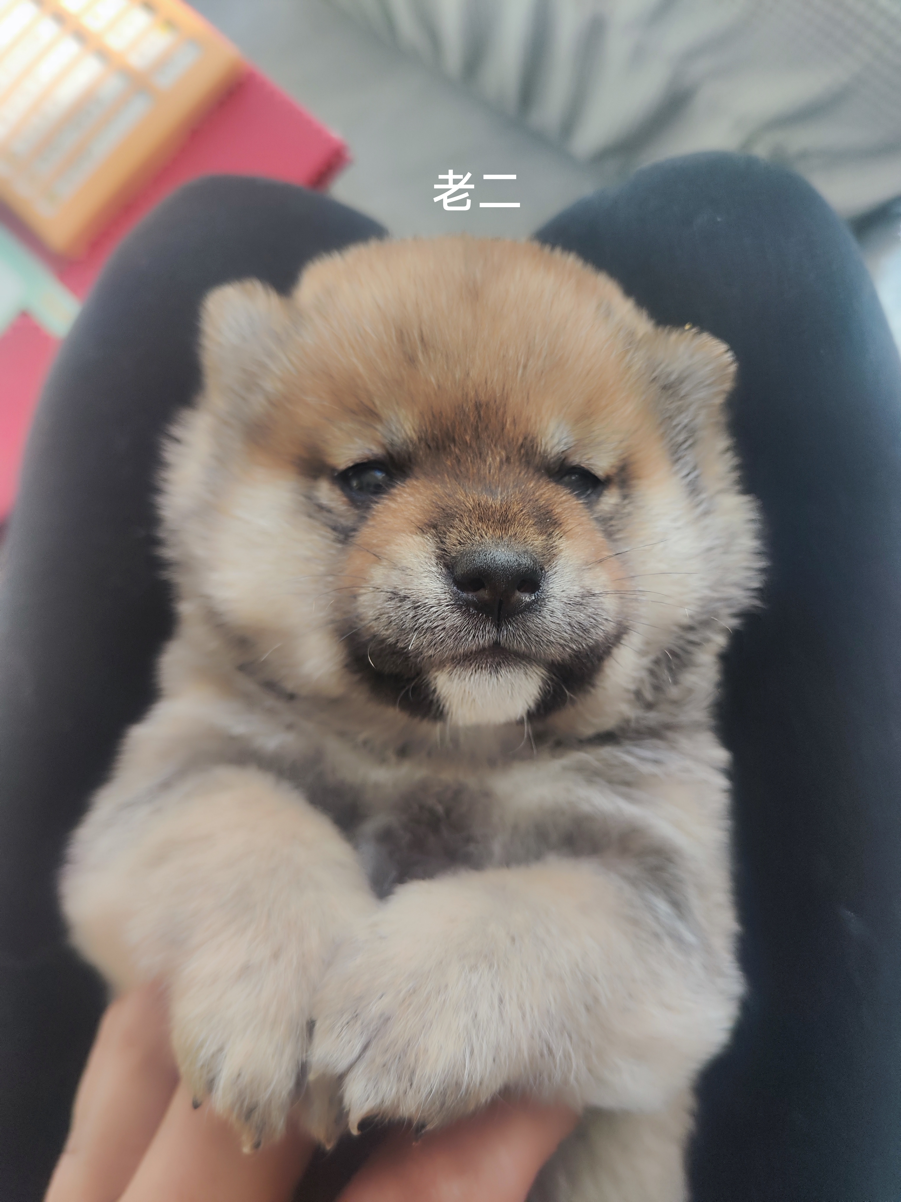 自家繁育精品柴犬，健康保障。